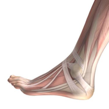 foot anatomy showing tendon sheaths