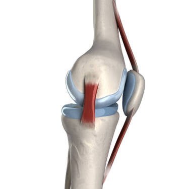 knee anatomy showing cartilage