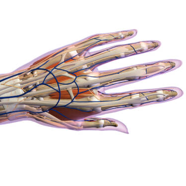 veins of the hand